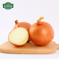 Top seller fresh yellow onion in bulk